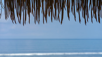 Nature, Water, Leaves, Sea, Fringe, Horizon HD wallpaper