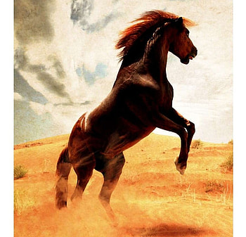 Indomitable, mustang, horses, chestnut, wild HD wallpaper