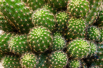 Needle, Plant, Macro, Miscellanea, Miscellaneous, Cactus, Prickles, Thorns HD wallpaper
