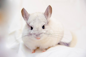 Chinchilla supreme petfoods, Adorable rodents, Fluffy fur, Playful nature HD wallpaper