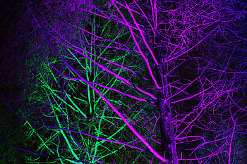 Neon, Trees, Violet, Dark, Illumination, Backlight, Purple HD wallpaper