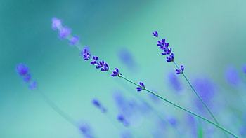 Lavender , Diverse choices, Floral beauty, Natural essence HD wallpaper