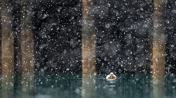 Duck , duck, birds HD wallpaper