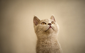 Animals, Cats HD wallpaper