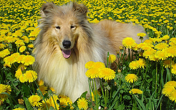Lovely Dog, dog, pretty, yellow, flowers, lovely HD wallpaper