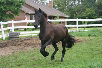 Horse, animal, cavalo HD wallpaper