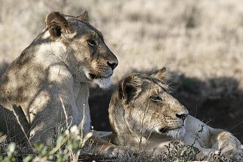 Animals, Grass, Lions, To Lie Down, Lie, Muzzle, Shadow HD wallpaper