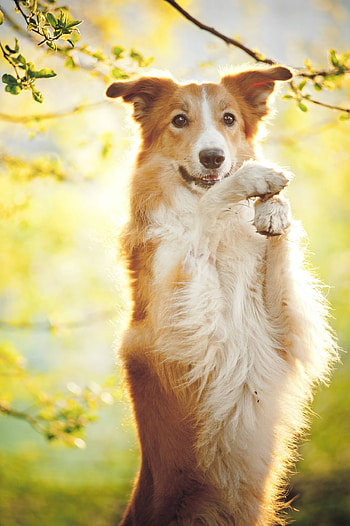 Border Collies, Popular family dogs, Versatile breed HD phone wallpaper