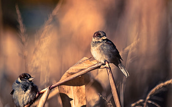 Animals, Birds, Couple, Pair, Branch, Sparrows HD wallpaper