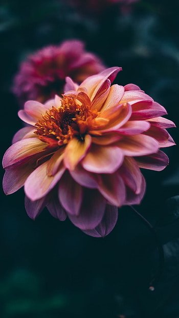 petal, blur, nature, flower HD phone wallpaper