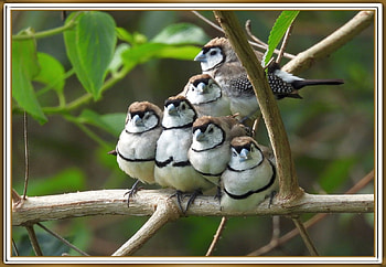 LOVELY LITTLE FINCHES, BIRDS, PRETTY, NATURE HD wallpaper