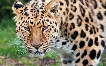 Leopard, animal, nature, cat HD wallpaper