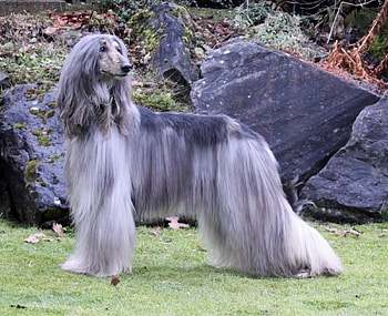 Blue Afghan Hound, dog, blue, afghan, hound HD wallpaper