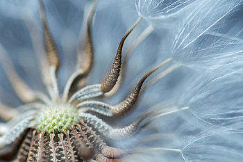 Macro, Petals, Dandelion, Fuzz, Fluff HD wallpaper