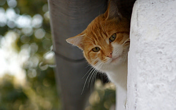 Animals, Autumn, Cat, Redhead, Mustache, Moustache HD wallpaper