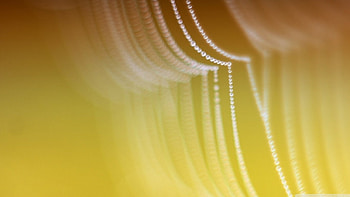 Dew on spider web, bokeh, rain, graphy, raindrops, , drops, dewdrops, abstract, web, spider web, , blur, dew, macro HD wallpaper