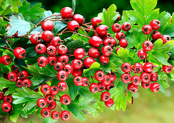 Hawthorn Berry Nature, Make Hawthorn Vinegar, Discover Wildlife HD wallpaper