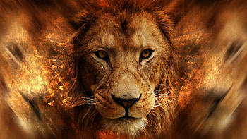Lion, pisica, animal, red, face HD wallpaper