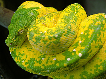 HIGH YELLOW GREEN TREE PYTHON, snake, scales, yellow, serpent, green tree python, python, constritors HD wallpaper
