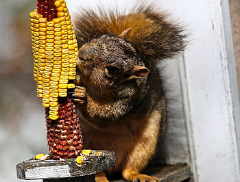 Let Me Take a Big Bite, fur, corn, wood, squirrel HD wallpaper