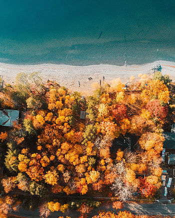 Nature, Trees, Sea, Beach, View From Above, Coast HD phone wallpaper