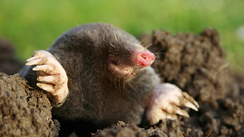 Mole elimination, Mole eradication, Mole control, Pest management HD wallpaper