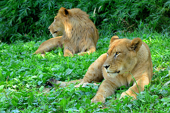 Animals, Grass, Predator, Lioness, Paws HD wallpaper