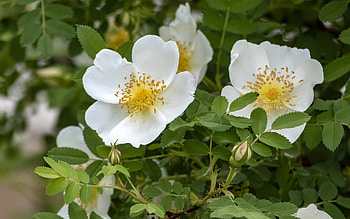 Wild Roses, flowers, white, macro HD wallpaper