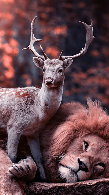 Lion and deer, Wild Animals HD phone wallpaper