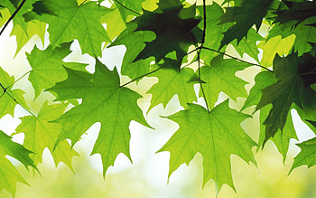 Best Ever | Best Natural Ever – HD wallpaper
