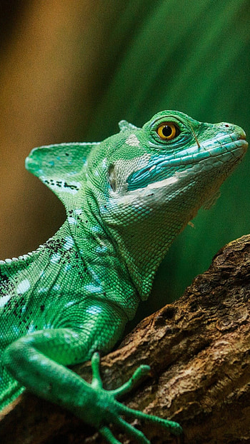 Colorful lizard, , Lockscreen background, High-resolution HD phone wallpaper