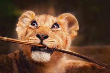 Lion Cub, cub, lion, animals HD wallpaper