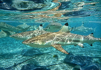 Beauty Underwater, blue, sea, underwater, beautiful, fish, shark, water HD wallpaper