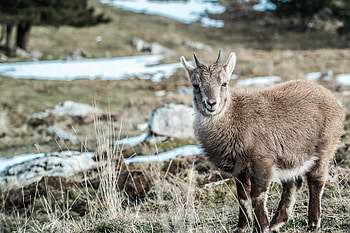 Animals, Meadow, Goat, Pasture HD wallpaper