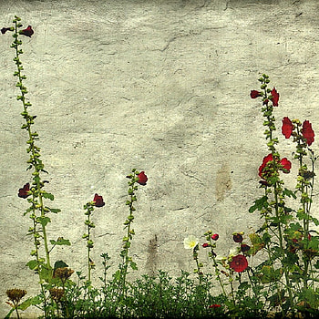Wall, green, red, nature, flowers HD wallpaper