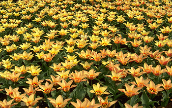 Plants, Flowers, Background HD wallpaper