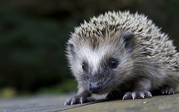 Animals, Muzzle, Prickles, Thorns, Nose, Hedgehog HD wallpaper