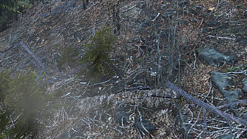 Gun, video game, DayZ HD wallpaper