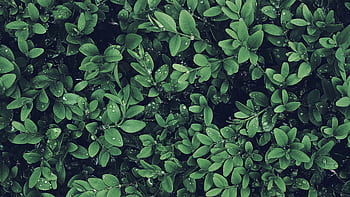 A serene close-up of lush green leaves with morning dew drops, perfect for nature backgrounds. HD wallpaper