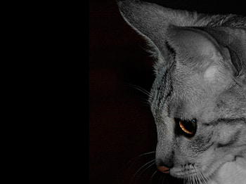 My beautiful cat, animal, grey, black and white, serval, chestnut eyes, cat HD wallpaper