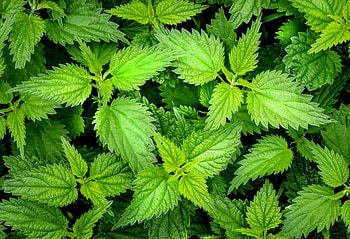 Plants, Nature, Leaves, Nettle HD wallpaper