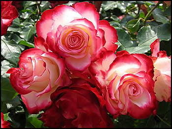 Pink and White Roses, petals, red, drops, nature, flowers, dew, macro HD wallpaper
