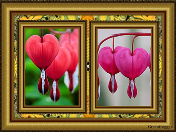 PRETTY HEART FLOWERS, HEART, PRETTY, FLOWERS, FRAMED HD wallpaper