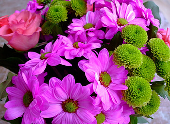 Flowers, Chrysanthemum, Bright, Rose Flower, Rose, Close-Up HD wallpaper