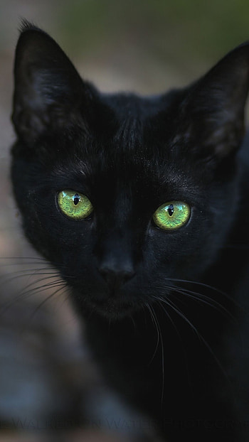 Black Cat, Adorable, Cat HD phone wallpaper