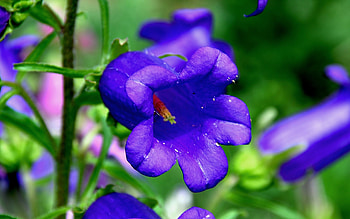 Plants, Flowers HD wallpaper