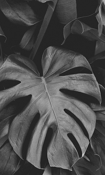 Nature, Leaves, Plant, Bw, Chb, Monstera HD phone wallpaper