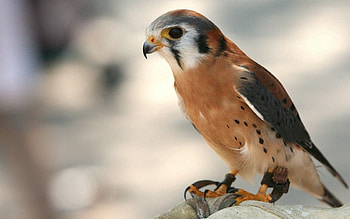 Animals, Background, Bird, Falcon HD wallpaper