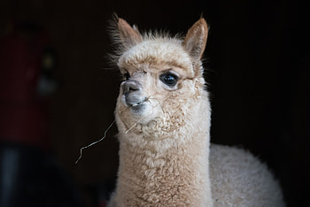 Endearing alpacas, Heartwarming , Irresistible charm, Smiling faces HD wallpaper