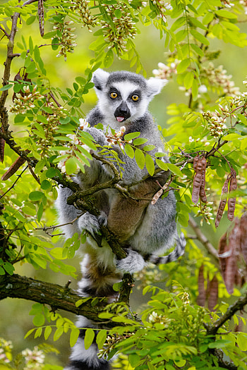 Funny, Animals, Wood, Tree, Branches, Animal, Protruding Tongue, Tongue Stuck Out, Lemur HD phone wallpaper